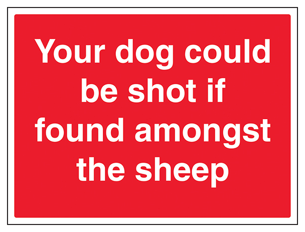 Your Dog Could Be Shot If Found Amongst The Sheep Large Landscape